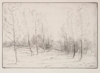 Viale di pioppi
