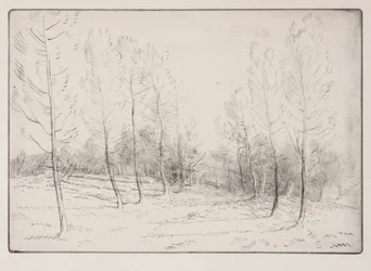 Viale di pioppi