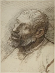 Testa di uomo barbuto