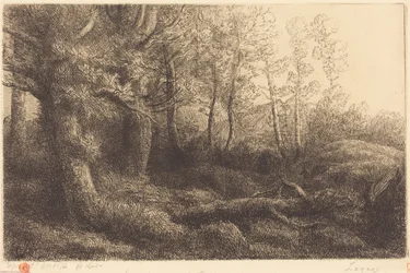 Nella foresta
