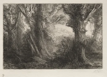 Nella foresta a Conteville