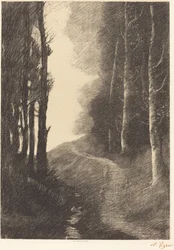 Paesaggio con betulle