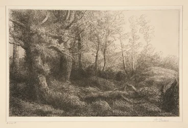 Margine della foresta