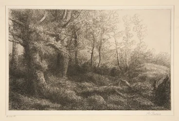 Margine della foresta