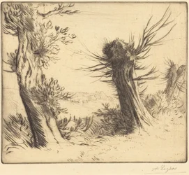Salici (Les saules)