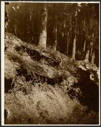 [Studio delle radici di un albero esposte dal fianco di una collina].