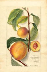 Pesche (Prunus persica) (acquerello)