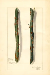 Due rametti di arancio (Citrus sinensis) malati (acquerello)