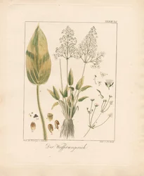 Piantaggine comune (litografia colorata a mano)