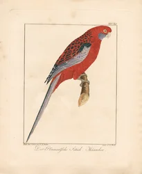 Rosella cremisi, maschio (litografia colorata a mano)