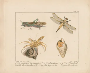 Libellula, cavalletta e paguro (incisione su rame colorata a mano)
