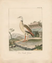 Oca egiziana (litografia colorata a mano)