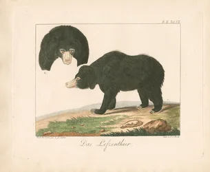 Orso del sole malese (litografia colorata a mano)