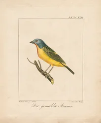 Zigolo dipinto (litografia colorata a mano)