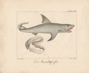 Lo squalo mangiatore di uomini (litografia colorata a mano)