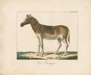 Il Quagga (litografia colorata a mano)
