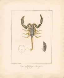 Lo scorpione dalle zampe gialle (incisione su rame colorata a mano)