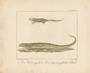 Geco turco e Skink ocellato (incisione su rame colorata a mano)