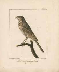 Yellowhammer (incisione su rame colorata a mano)