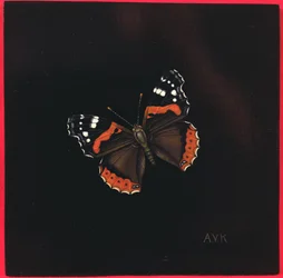 Farfalla Ammiraglio Rosso, 2001