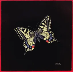 Farfalla Macaone, 1999