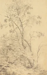 Alberi a Bromley [o Alberi]