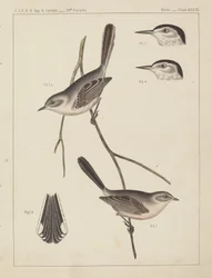 Uccelli - U.S.P.R.R. Exp. & Surveys, 35° parallelo