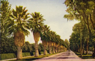 Un viale di palme vicino a Los Angeles (foto a colori)
