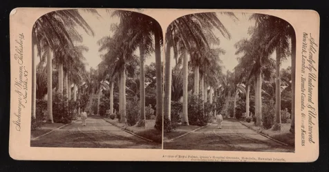 Viale di palme reali, giardini del Queen