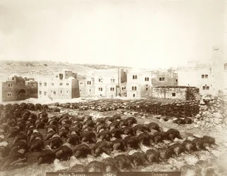 Conceria a Hebron con pelli stese in primo piano, 1898-1911