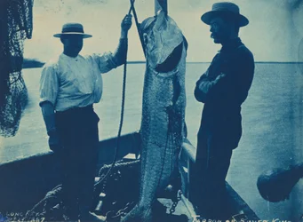 "Tarpon o Re d
