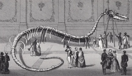 Scheletro lungo 114 piedi del falso serpente marino 
