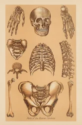 Studio anatomico dello scheletro umano