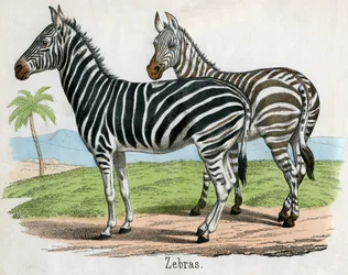 Stampa antica di zebre