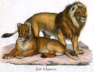 Stampa Antica di un Leone e una Leonessa