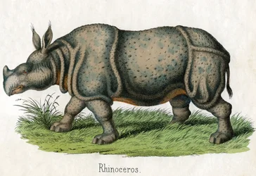 Stampa antica di un rinoceronte