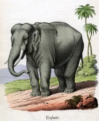 Stampa antica di un elefante