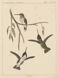 Uccelli, Tavola XIX