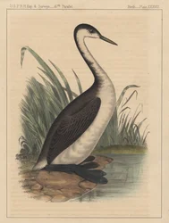 Uccelli, Tavola XXXVIII