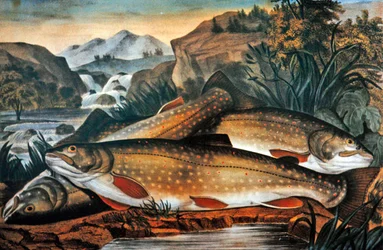 Trota di torrente - appena catturata, pubblicata da Currier & Ives, c.1870