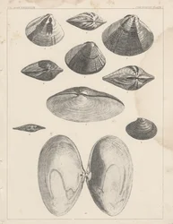 Conchologia Tavola I
