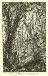 Rampicanti e orchidee, foresta brasiliana