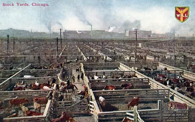 Cartolina che raffigura i recinti e i macelli di Chicago, c.1910