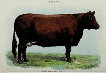 Mucca Red Polled, dal 