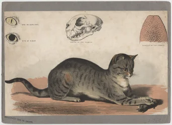 Il gatto