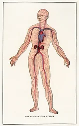 Stampa anatomica vintage del sistema circolatorio umano