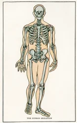 Stampa anatomica vintage dello scheletro umano