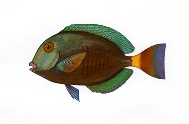 Stampa vintage di un pesce chirurgo marrone