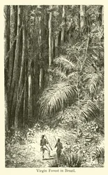 Foresta vergine in Brasile