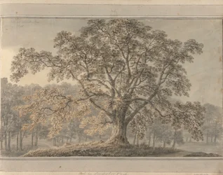 Vedute in Inghilterra, Scozia e Galles: Frassino nel Parco di Londesbro, maggio 1800